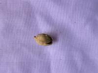 Cardamom classify project thumbnail