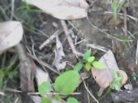 weed detector project thumbnail