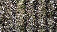 Cotton project thumbnail