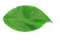 Edible Leaves project thumbnail