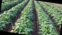 Agrobot project thumbnail