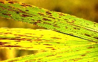 rice Disease v.4 project thumbnail