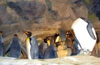 Objects 365 project thumbnail