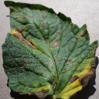 Plant Disease Segmentation project thumbnail