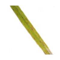 Rice Leaf Diseases Dataset project thumbnail
