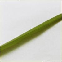 RIce-Leaf-Disease-version-3 project thumbnail
