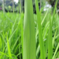 Rice Leaf Disease  project thumbnail