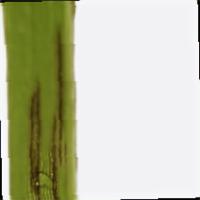 RIce-Leaf-Disease-version-2 project thumbnail
