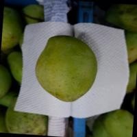 Dataset Image
