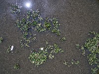plastic detection project thumbnail