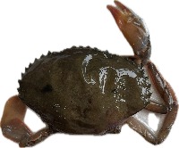 crab01 project thumbnail