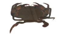 detect crab project thumbnail
