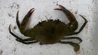 Classify crab project thumbnail