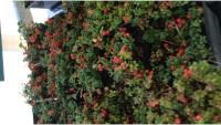 Lingonberry yield prediction  project thumbnail