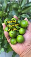 calamansi_grouped_variation project thumbnail