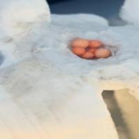 Idea #2 (counting cells) project thumbnail