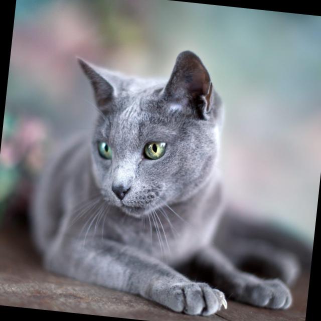 kedi türleri Classification Dataset and Pre-Trained Model by grnt ileme