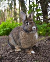 animal detection project thumbnail
