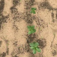 Weed Detection project thumbnail