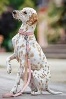 Shaky-legged dog and long-legged dog project thumbnail