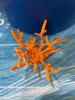 Coral project thumbnail