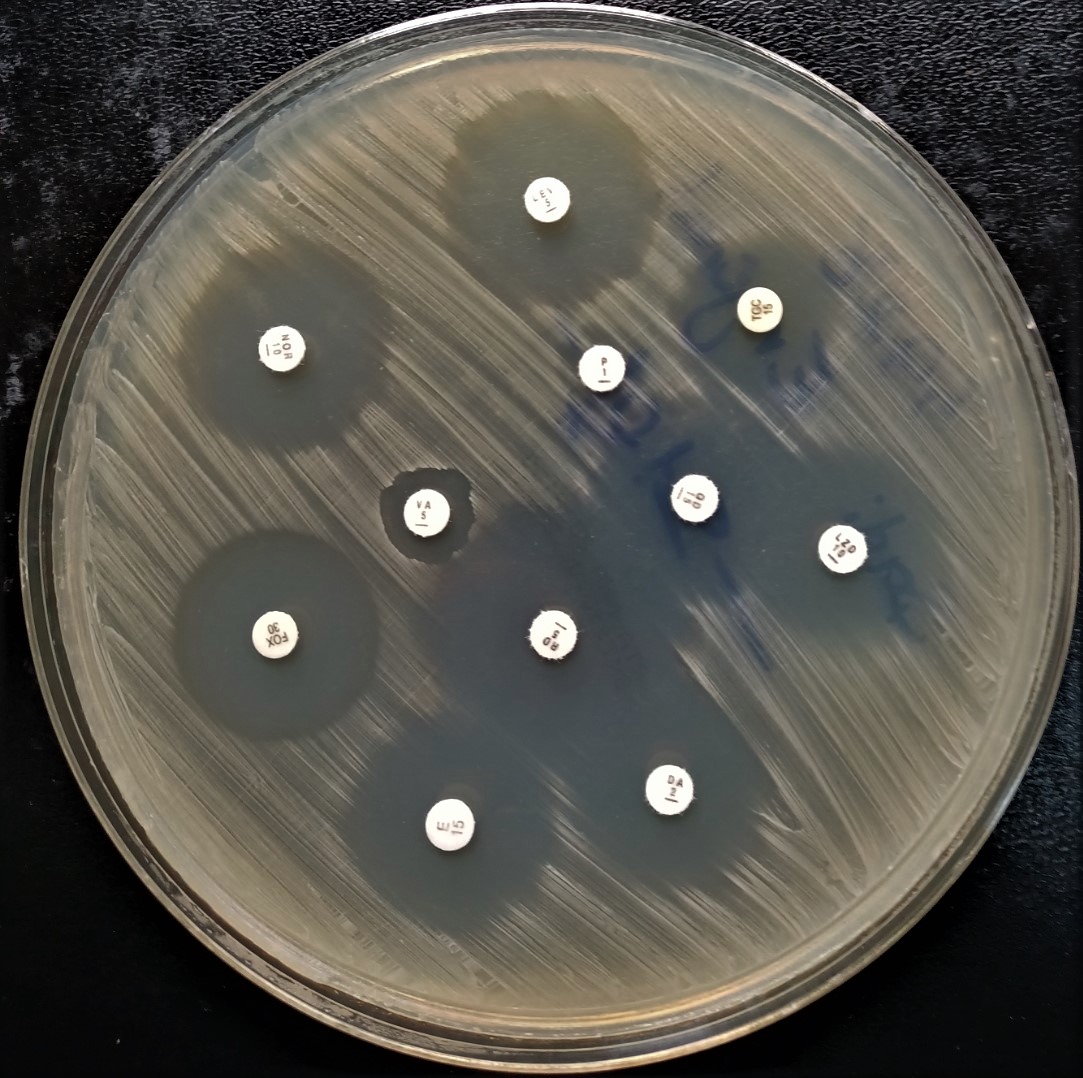 Antibiogram Roboflow Universe