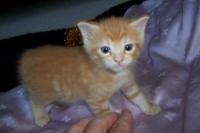 CatsProject project thumbnail