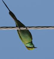 BirdsProject project thumbnail