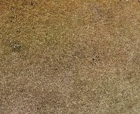 dung project thumbnail