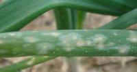 Onion Disease YOLOv11 project thumbnail