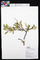 Herbarium project thumbnail
