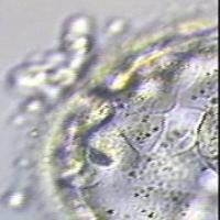 Embryo project thumbnail