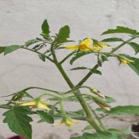 tomato-dataset project thumbnail