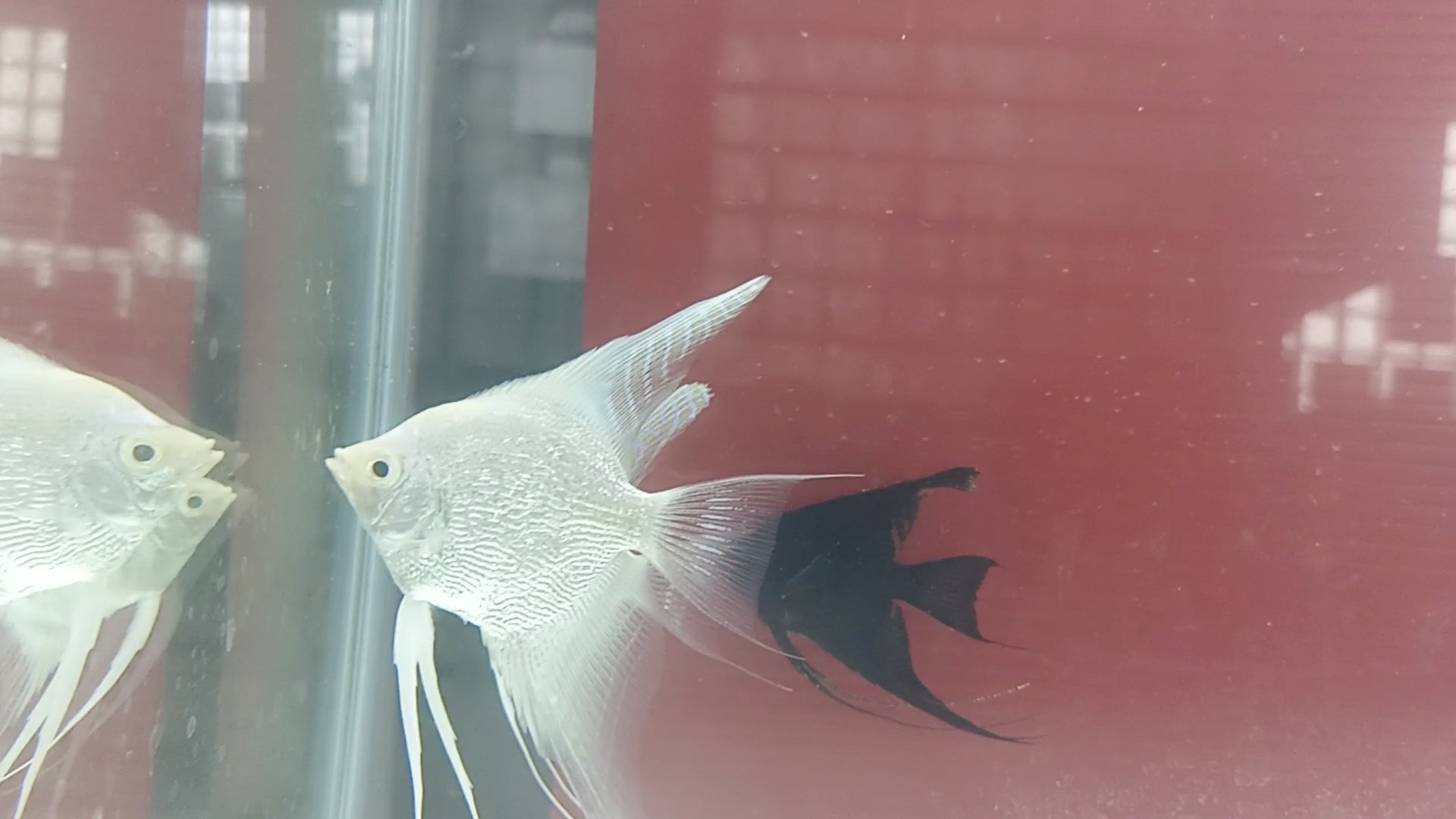 fishes Object Detection Dataset by Artifisheries