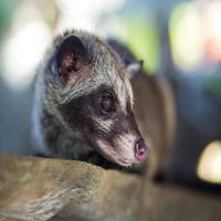 Philippine Palm Civet project thumbnail
