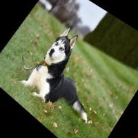 Dataset Image