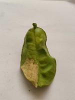 leafminer project thumbnail