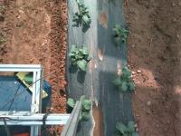 General Plants Robot Images 2 (classifier) project thumbnail