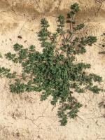 cotton-weed-detection project thumbnail