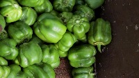 Capsicum Detection project thumbnail