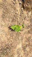 Plants Classification project thumbnail