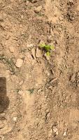 Plants Classification project thumbnail