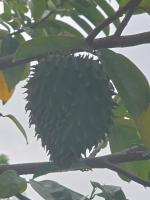 Fruits Maturity project thumbnail
