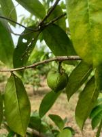 Fruits Maturity-3 project thumbnail