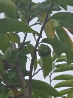Fruits Maturity-2 project thumbnail