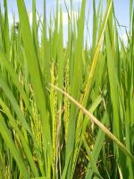 rice disease detection project thumbnail