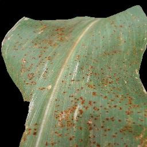 rust Object Detection Dataset by salma