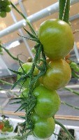 tomato비수확 project thumbnail