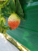 straw수출 project thumbnail