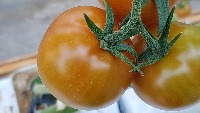 tomato수확 project thumbnail